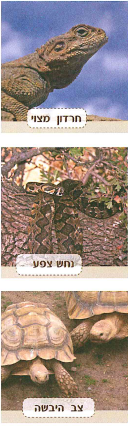 (בספר שלוש תמונות, היעזר במנחה)